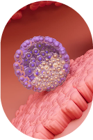 Illustration representing blastocyst stage embryo