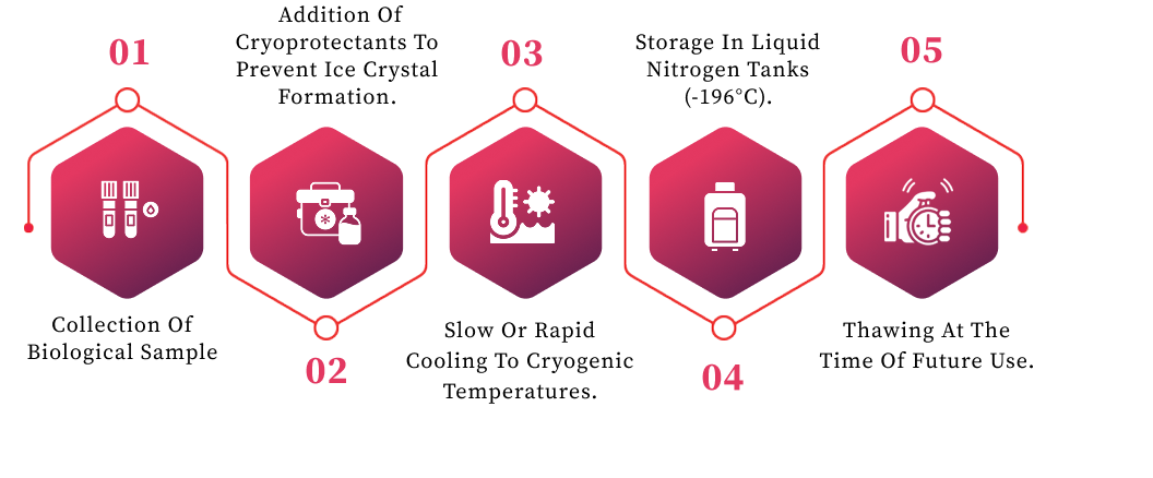 The five stages of cryopreservation, from sample collection to thawing