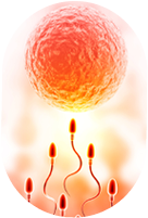 Illustration representing egg and sperm collection for IVF