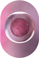 Illustration representing early embryo development